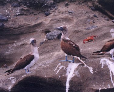 Blue Footed Boobies